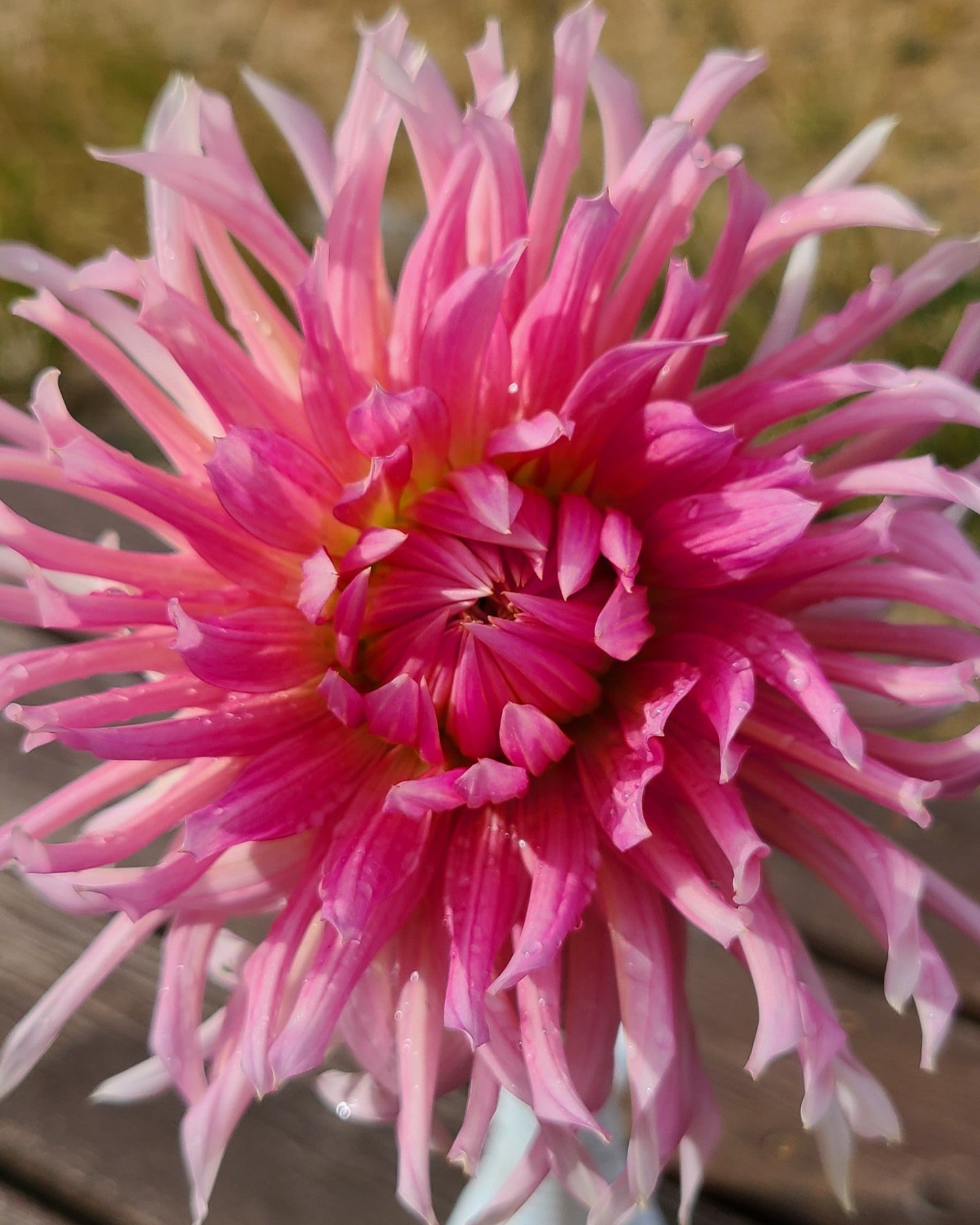 Hollyhill Cotton Candy