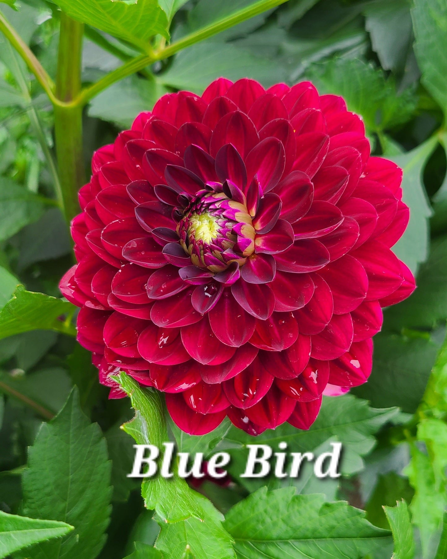 Blue Bird