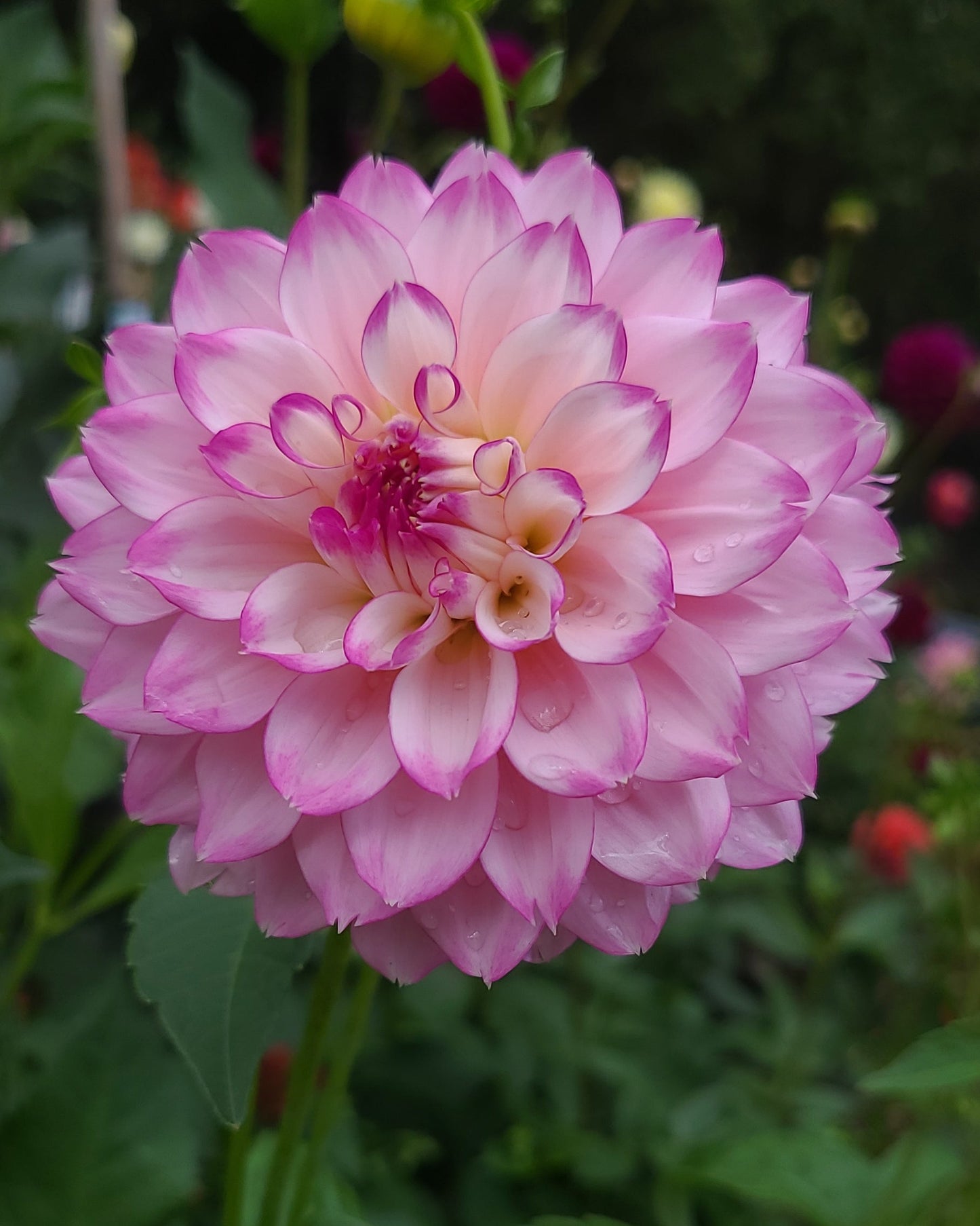 Hollyhill Pinkie