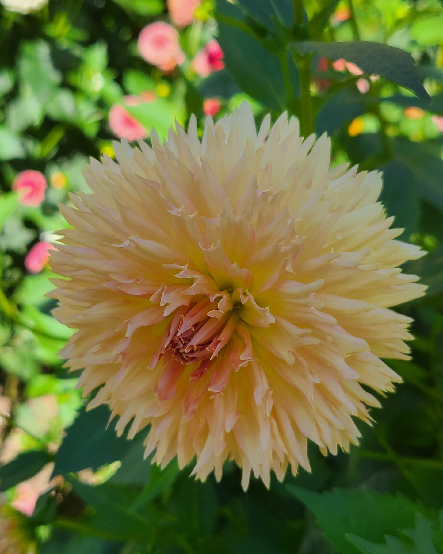Lakeview Peach Fuzz