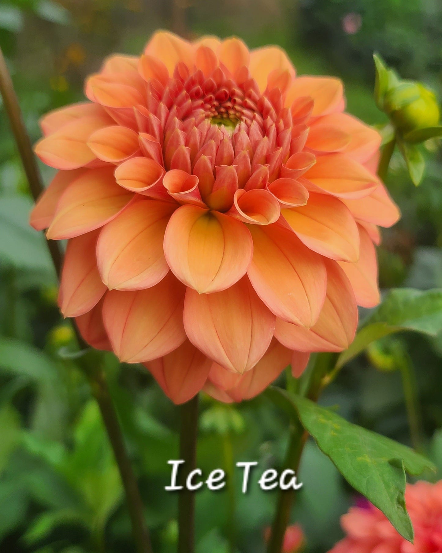Ice Tea
