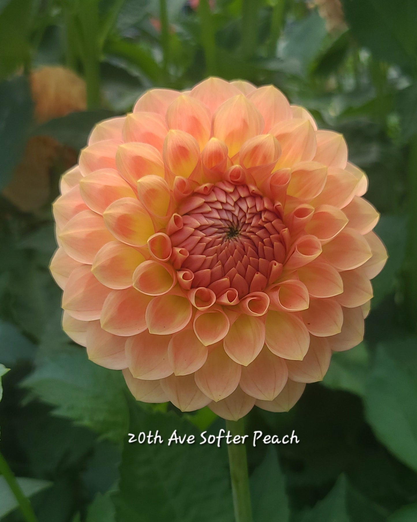 20th Ave Softer Peach