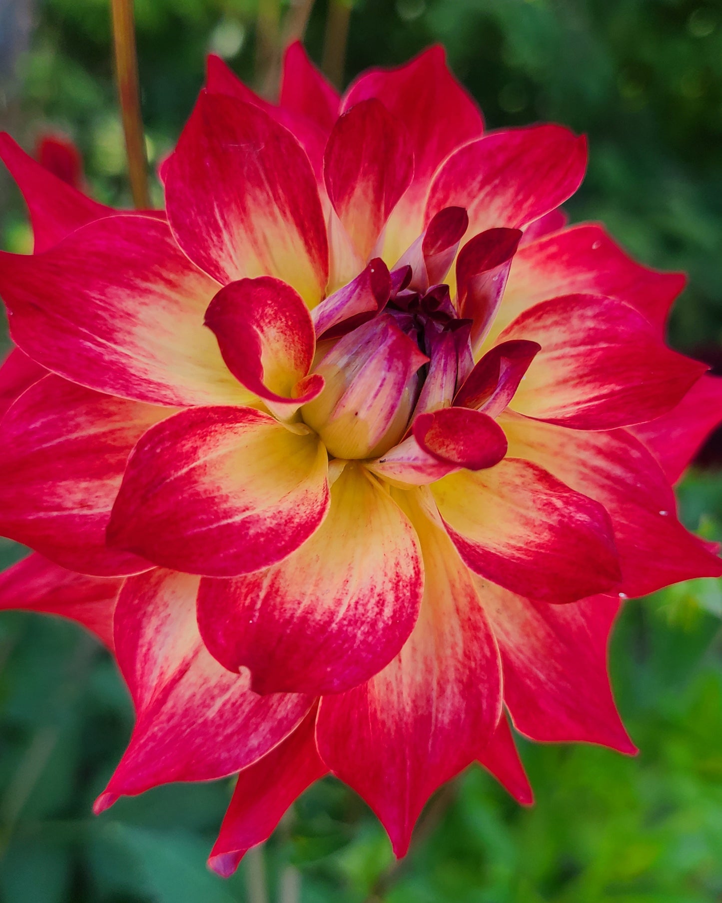 AC Rosebud