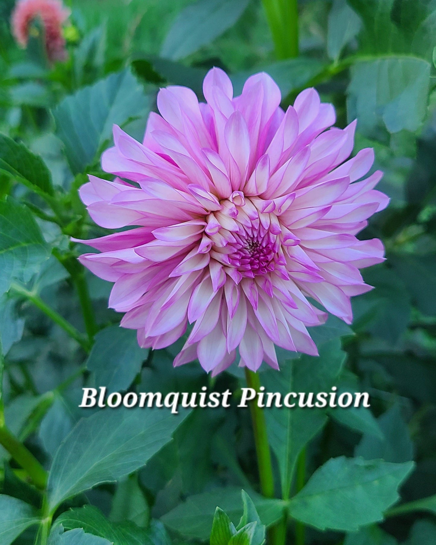 BQ Pincusion