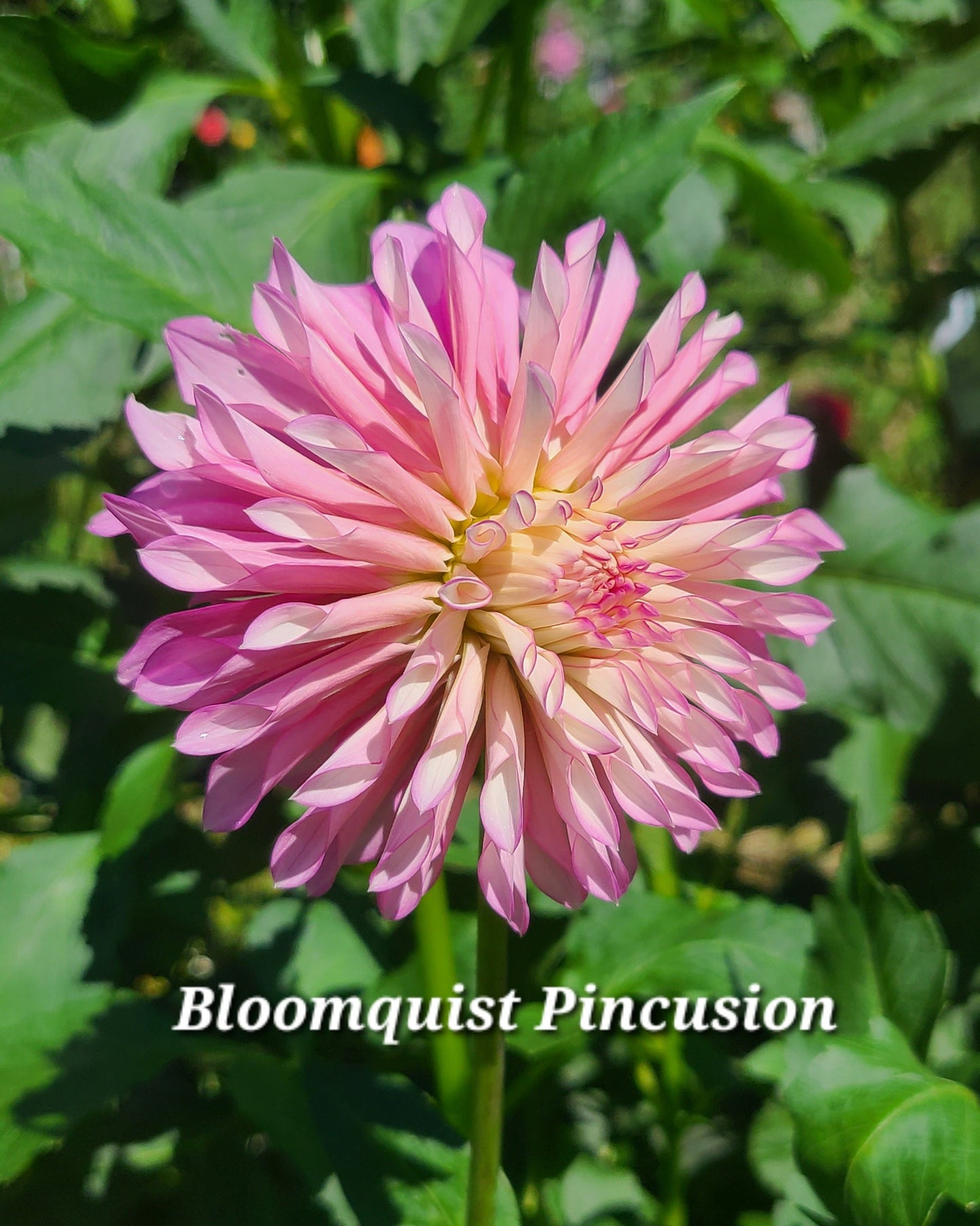BQ Pincusion