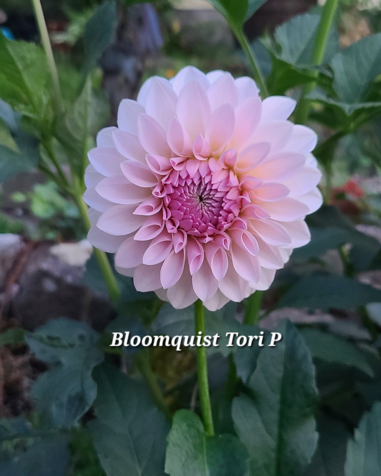 BQ Tori P