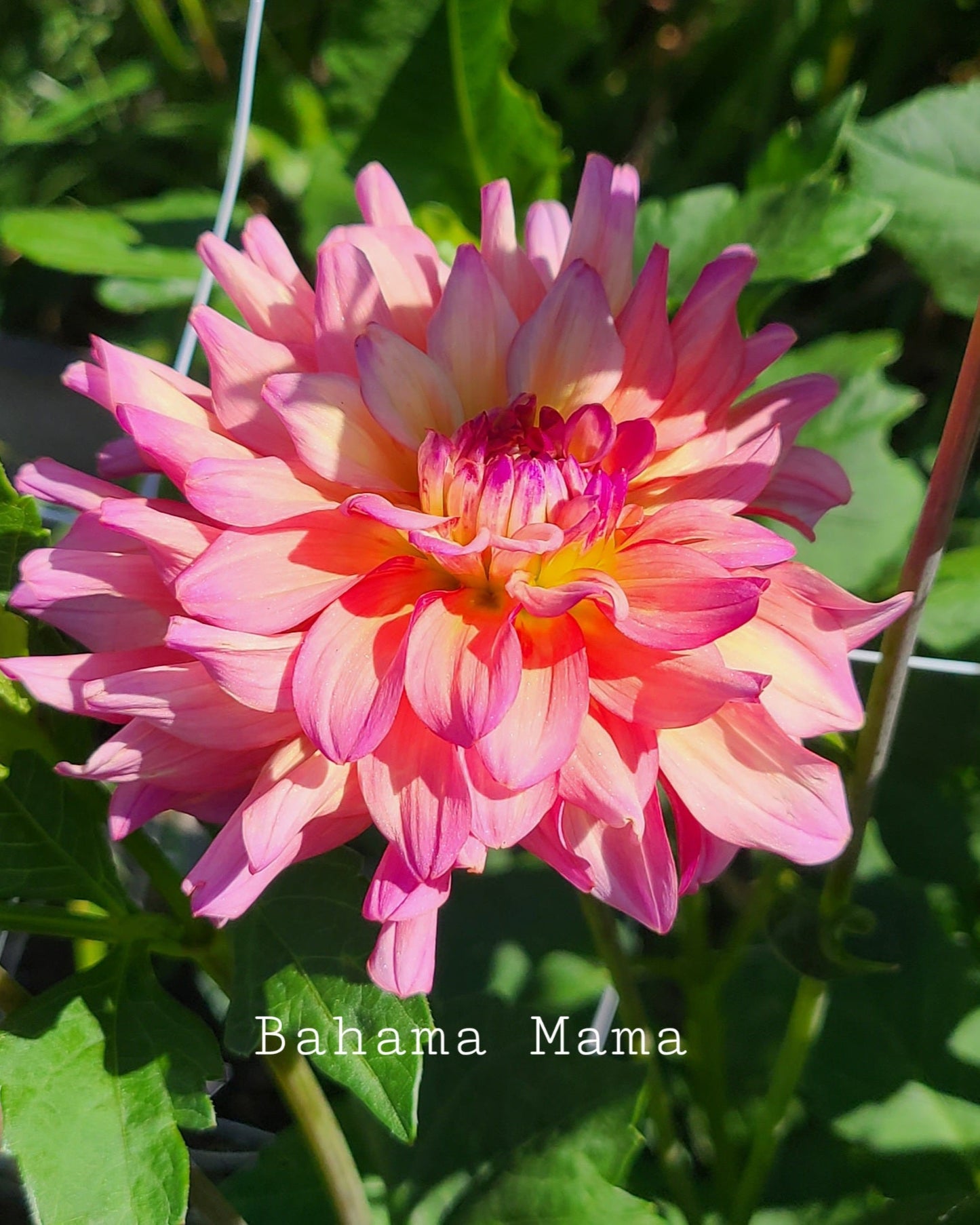 Bahama Mama