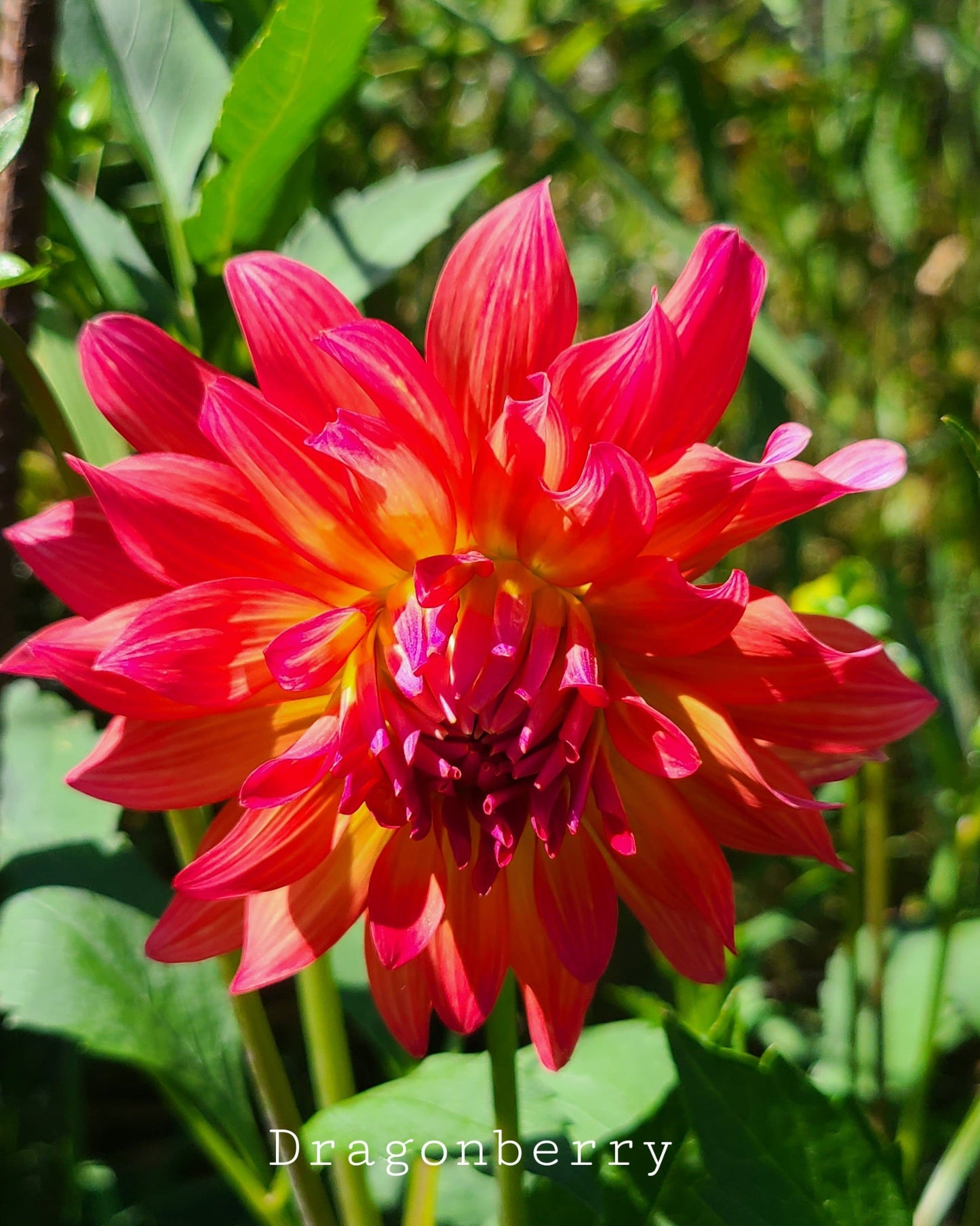 Dragonberry