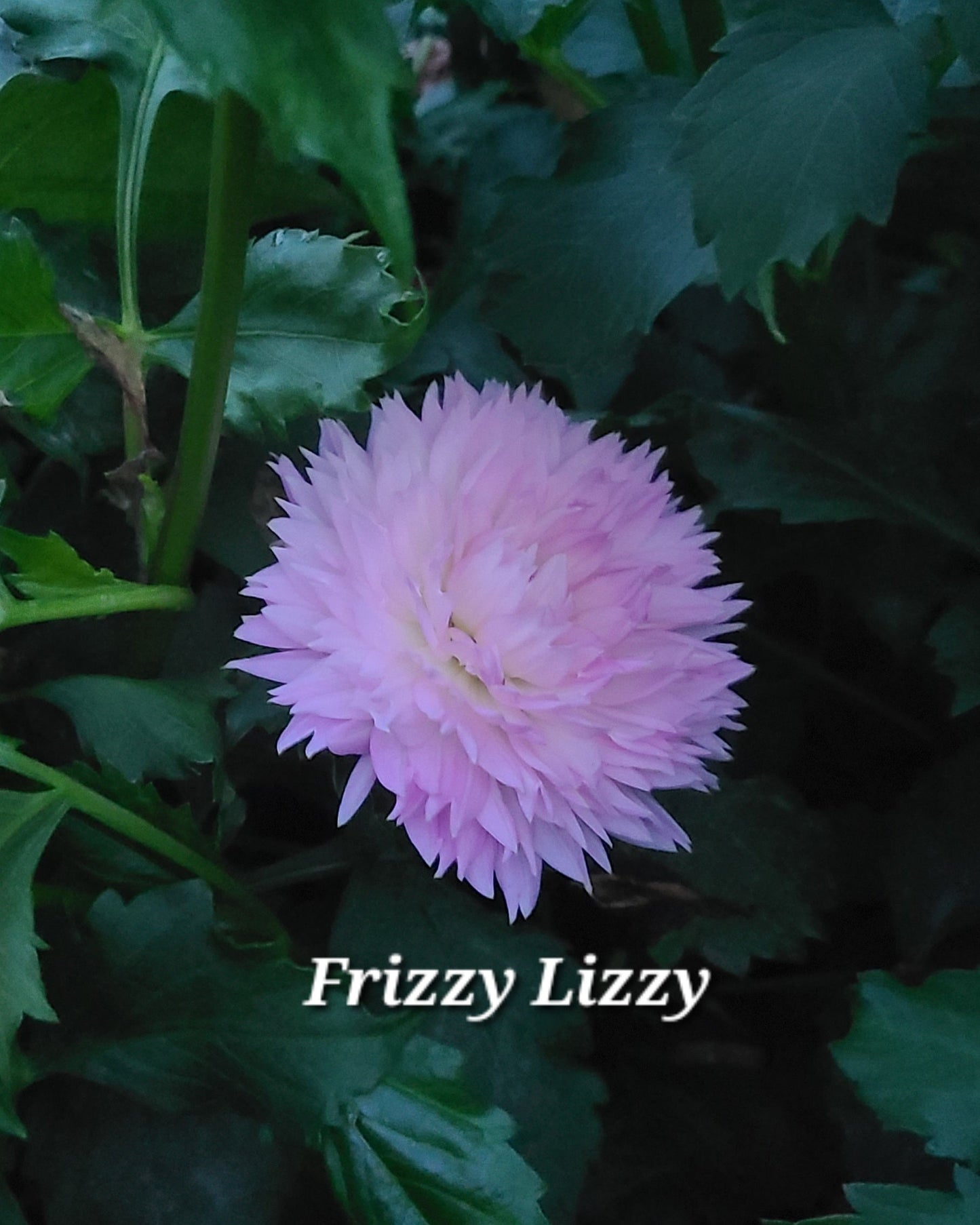 Frizzy Lizzy
