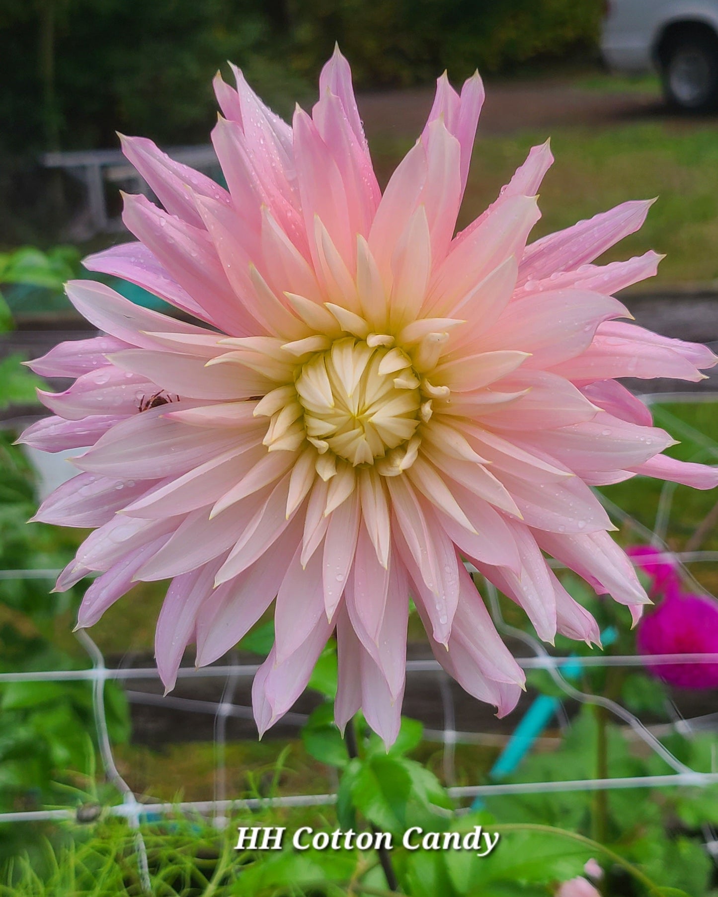 Hollyhill Cotton Candy