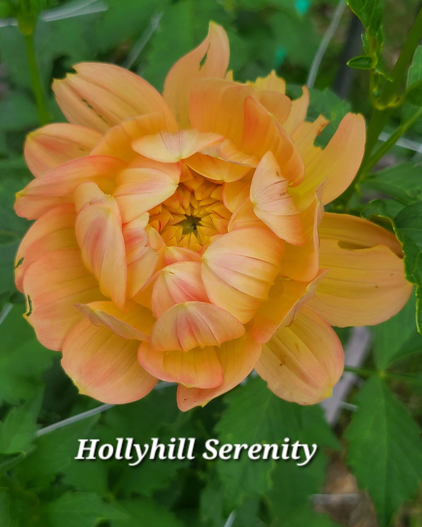 Hollyhill Serenity