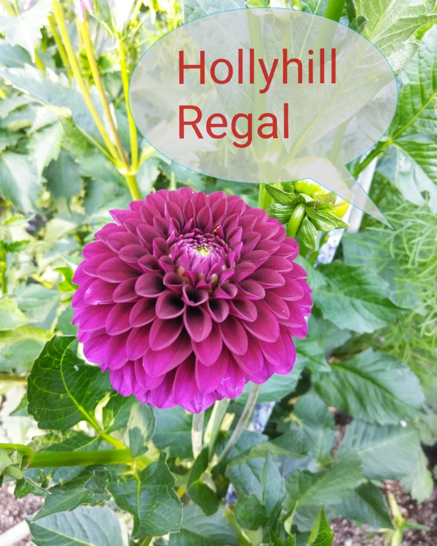 Hollyhill Regal