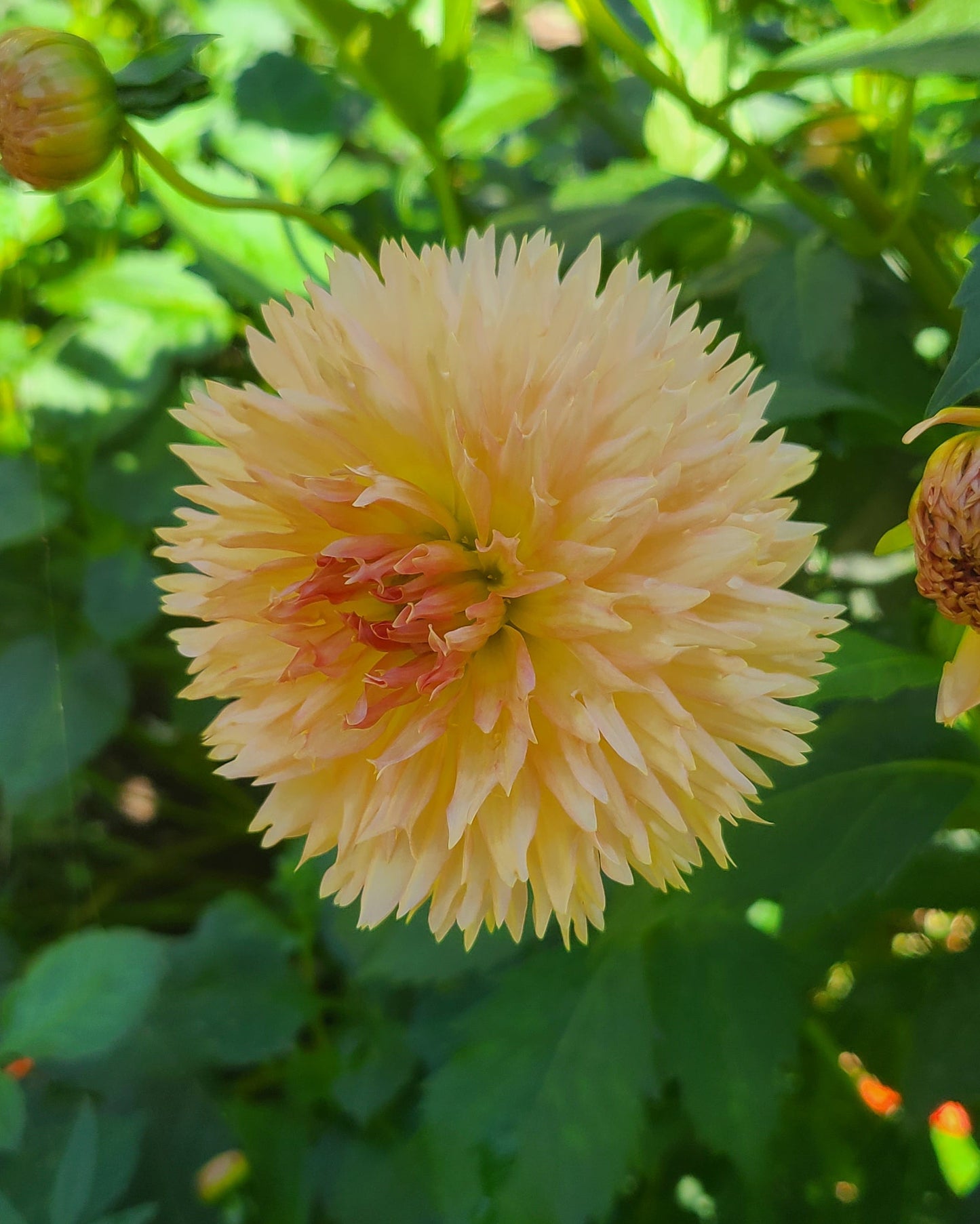 Lakeview Peach Fuzz