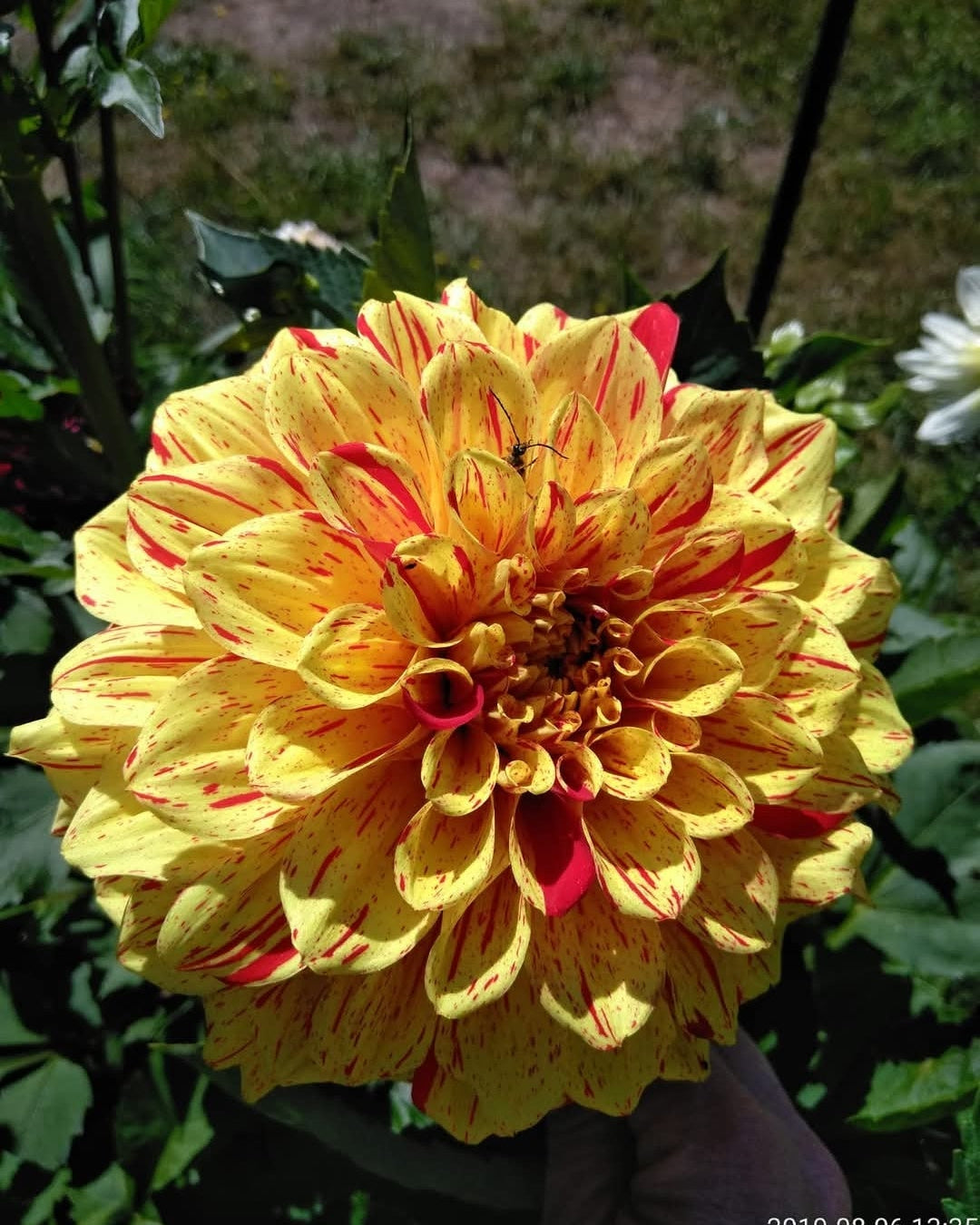 Gloriosa