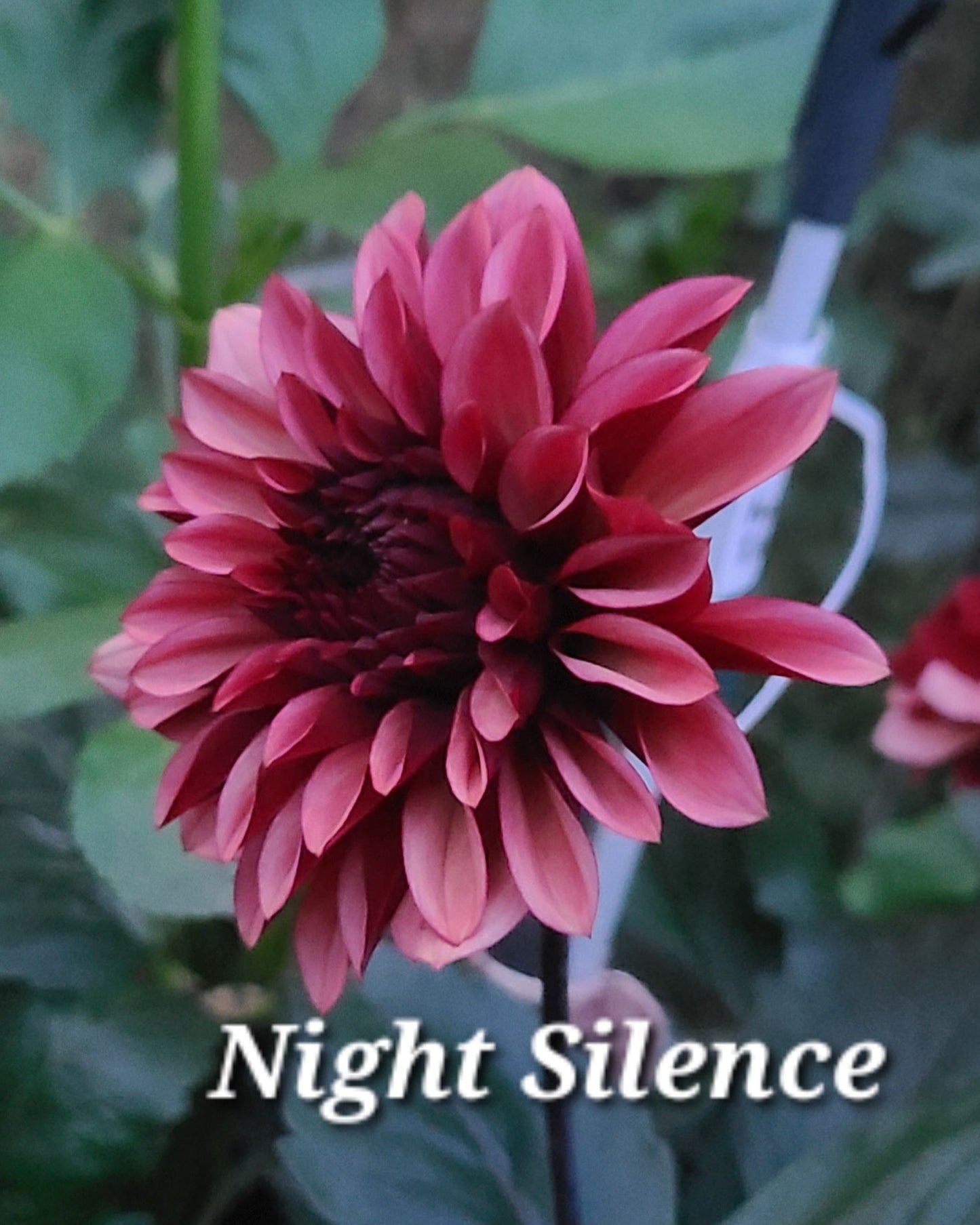 Night Silence