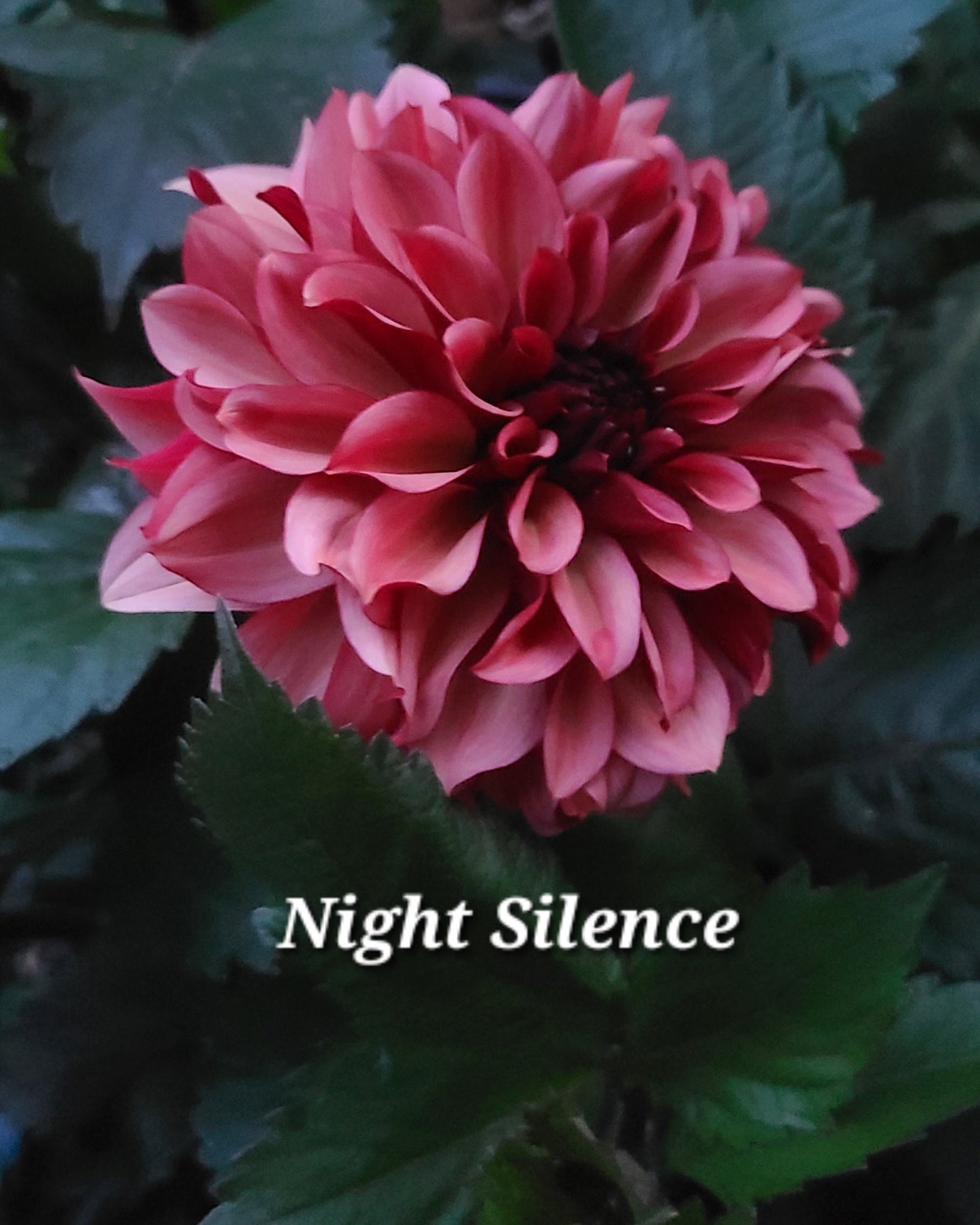 Night Silence