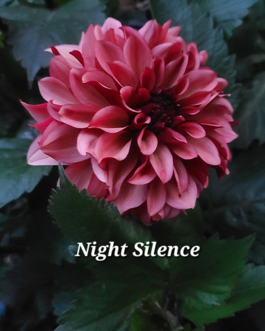 Night Silence