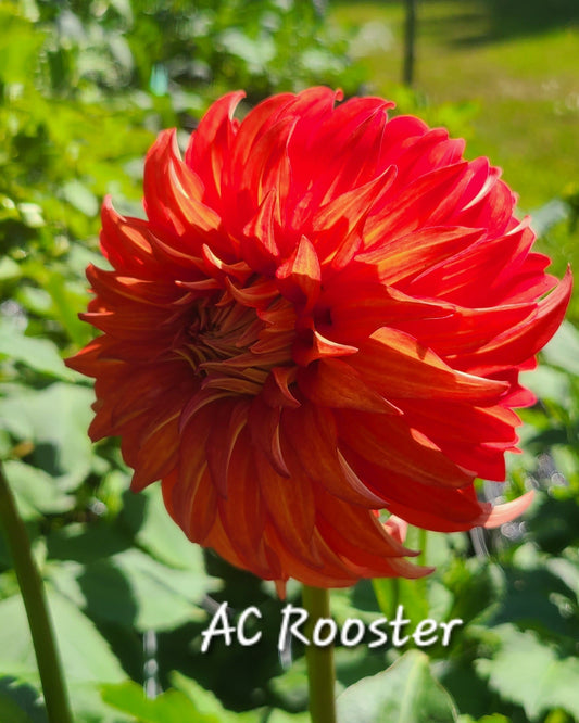 AC Rooster