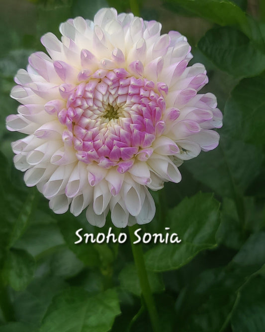 Snoho Sonia