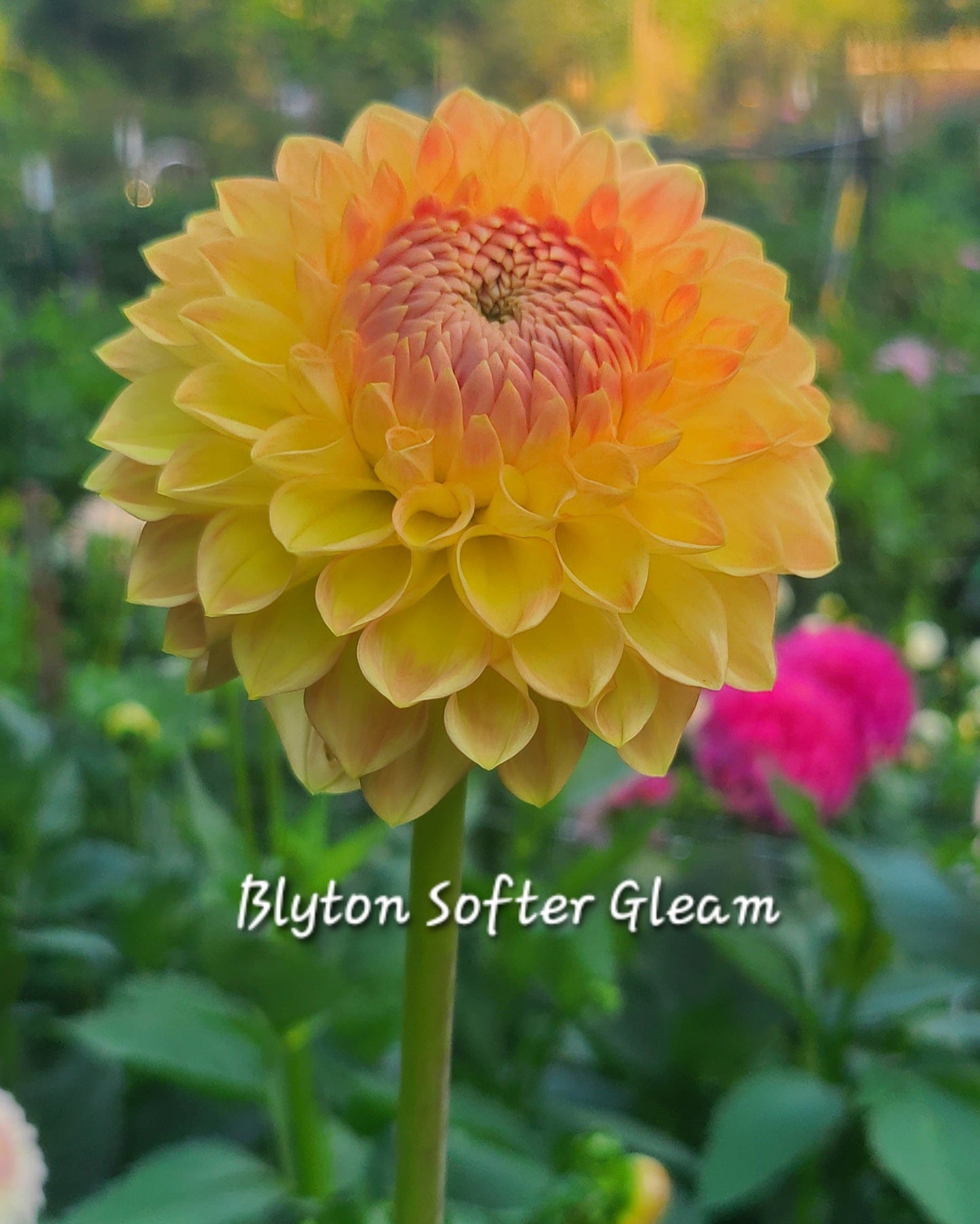 Blyton Softer Gleam