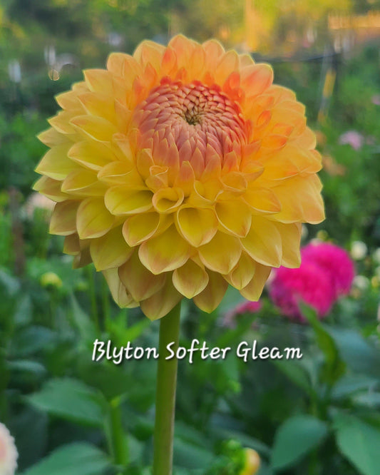 Blyton Softer Gleam