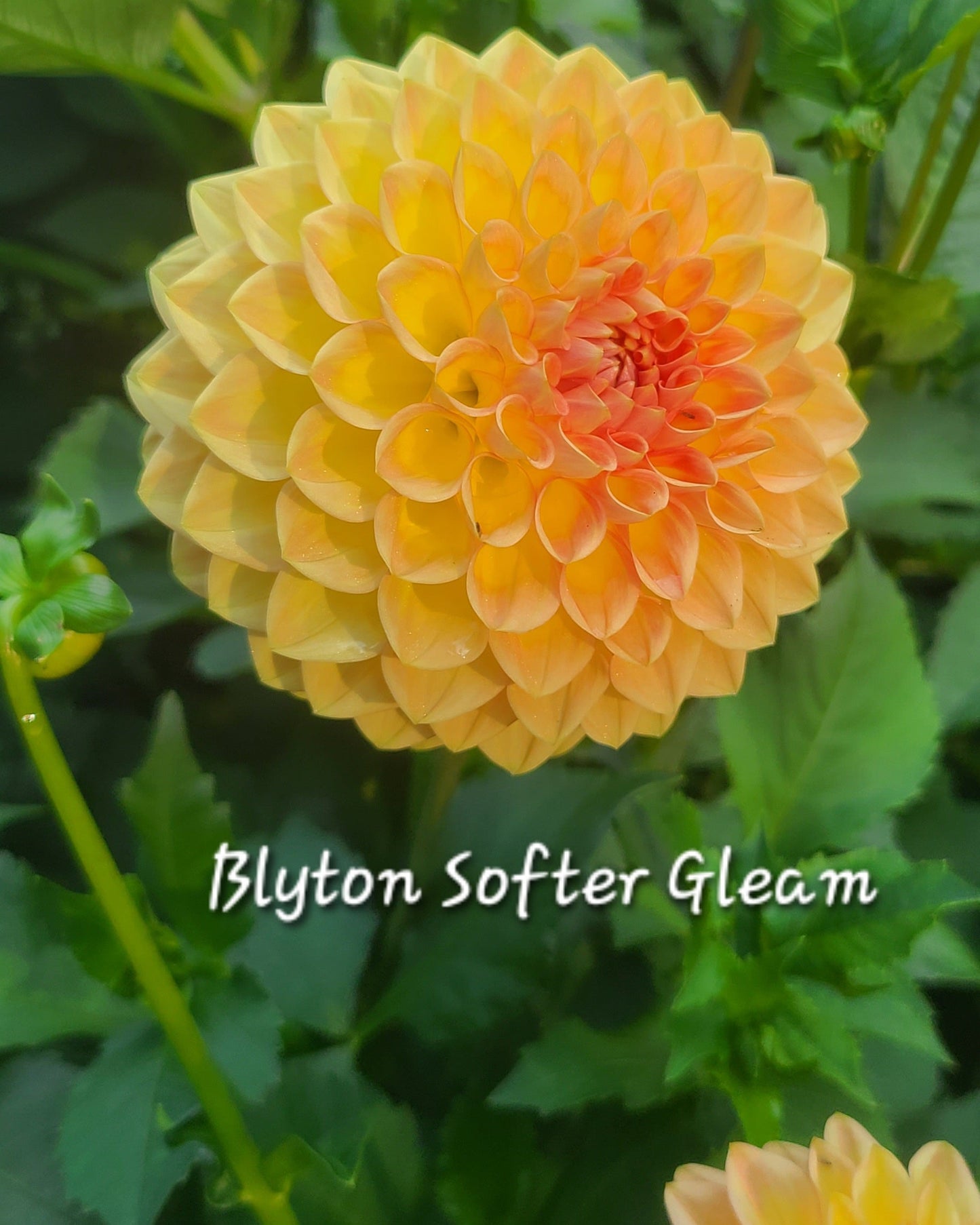 Blyton Softer Gleam