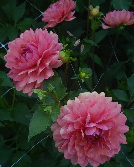 Chateau de la Bourdaisiere