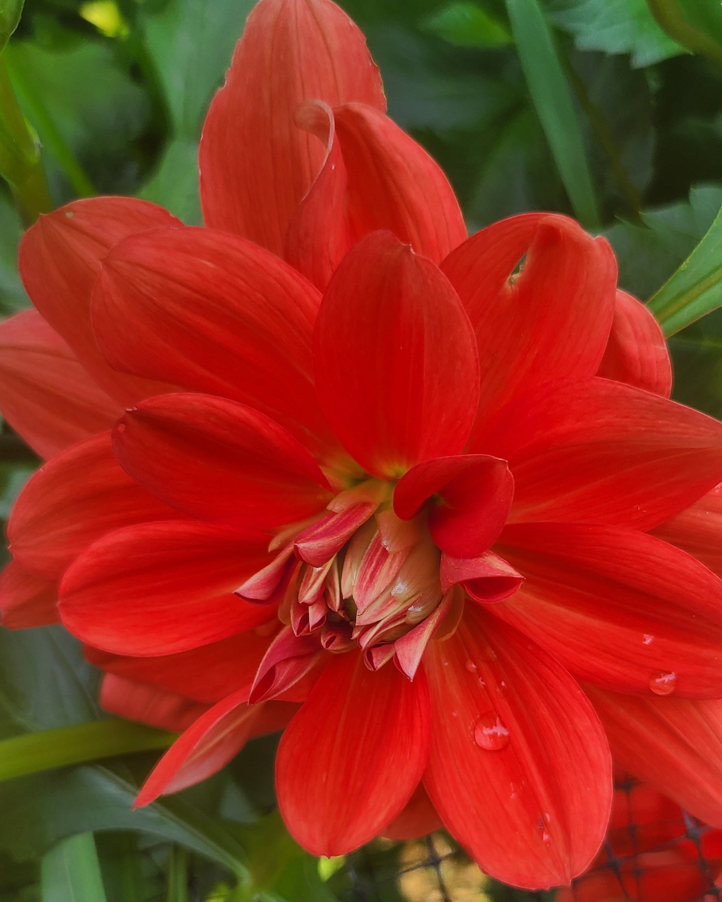 Patricia Ann's Sunset