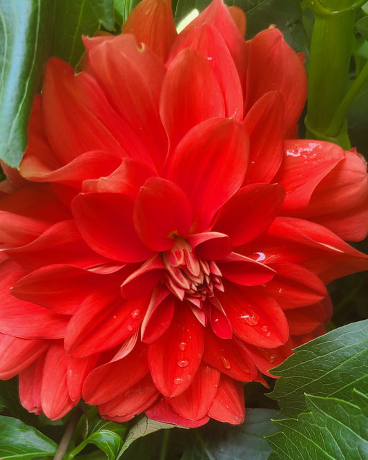 Patricia Ann's Sunset