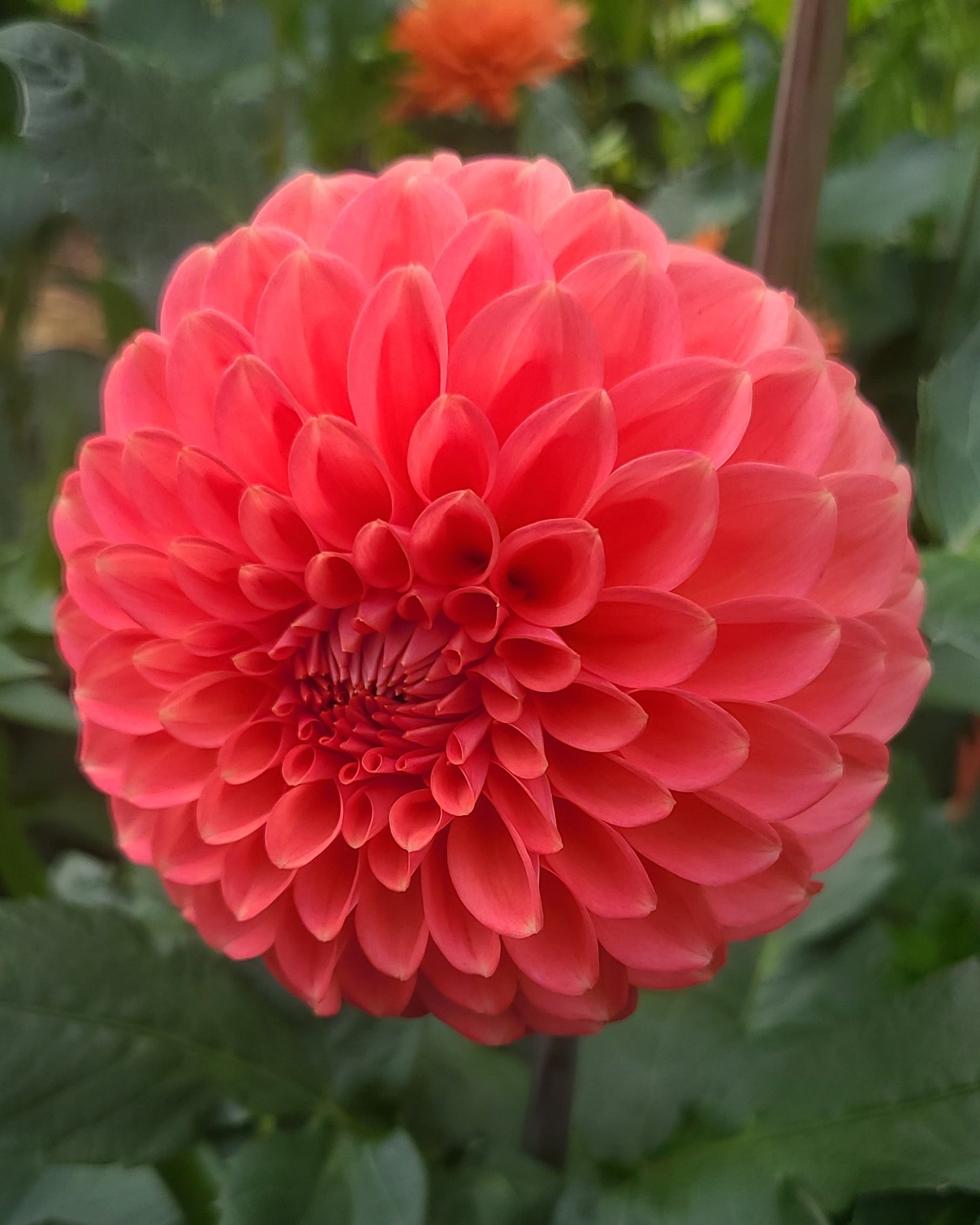 RM Pink Sugar