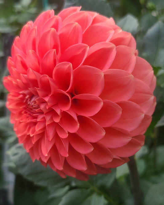 RM Pink Sugar
