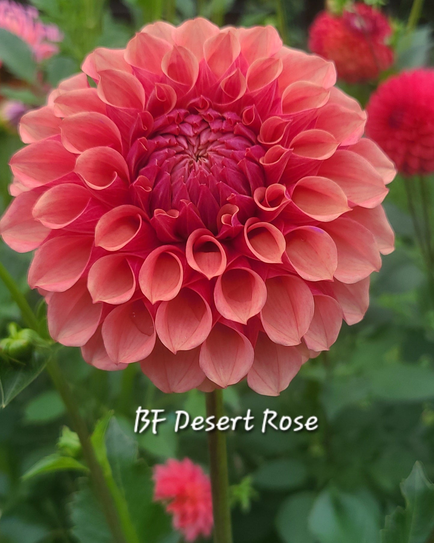 Burfoot Dessert Rose