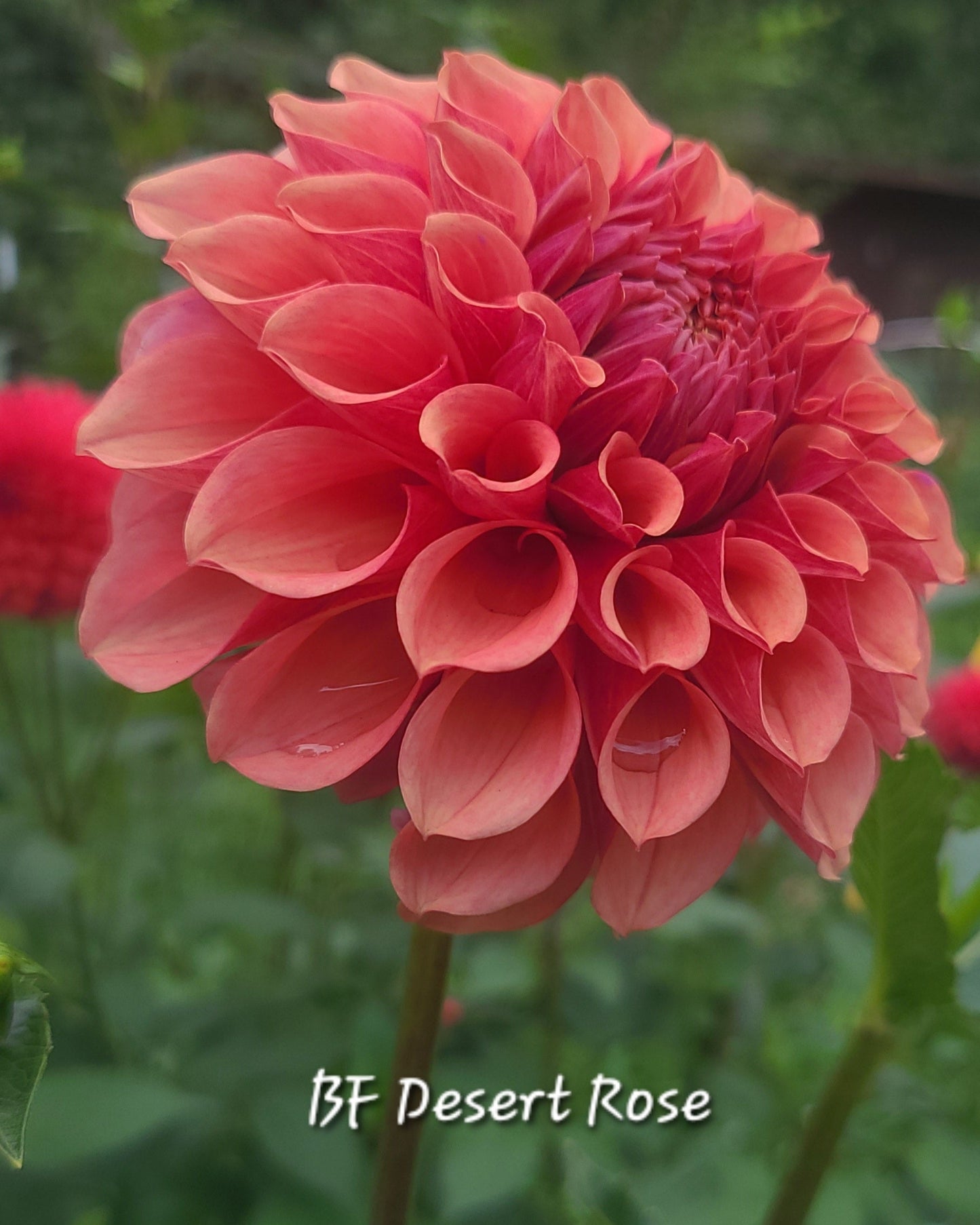 Burfoot Dessert Rose