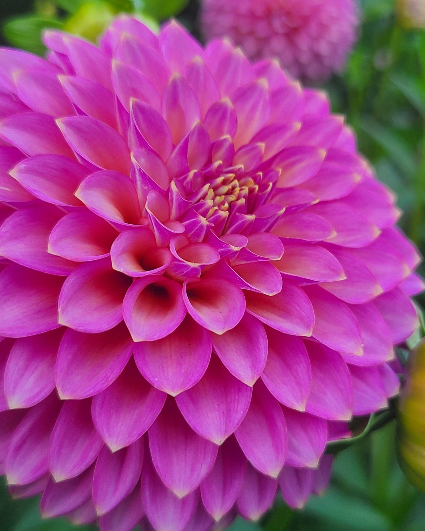 Skipley Spot of Gold