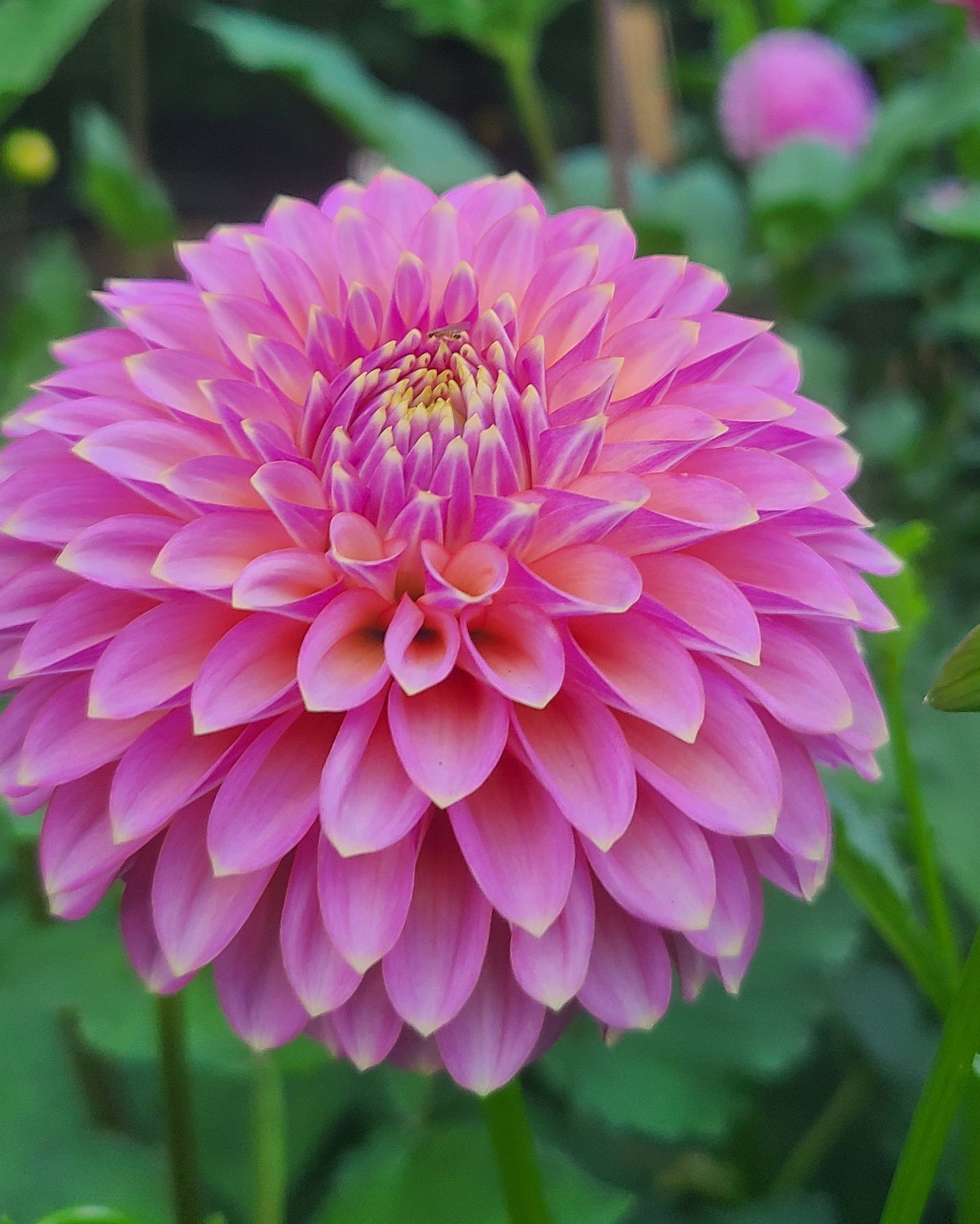 Skipley Spot of Gold