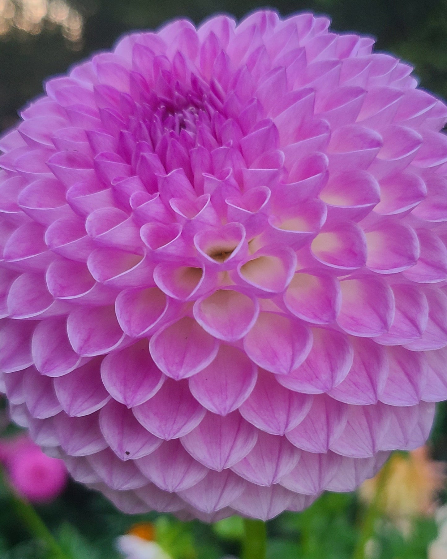 Westerton Ella Grace