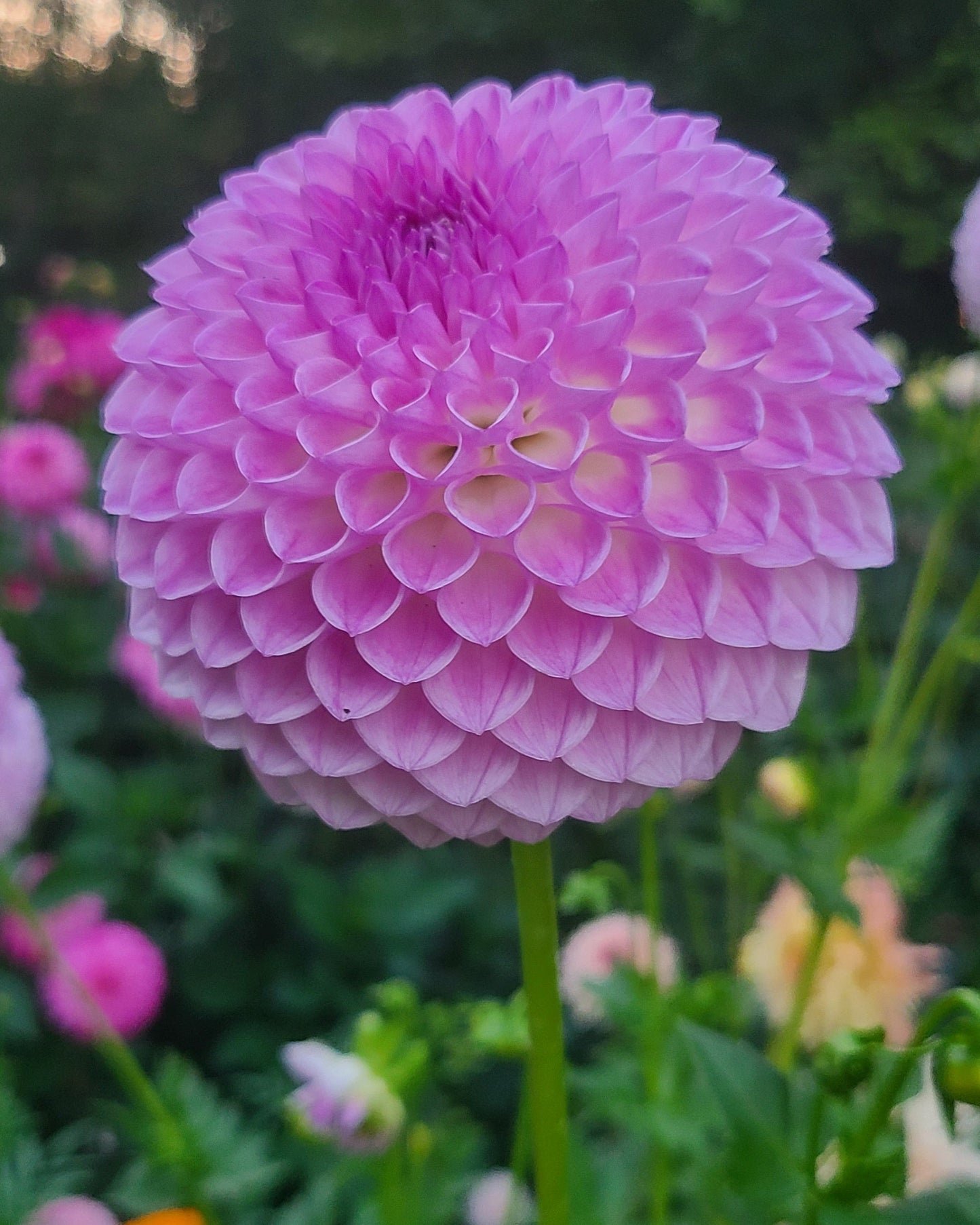 Westerton Ella Grace