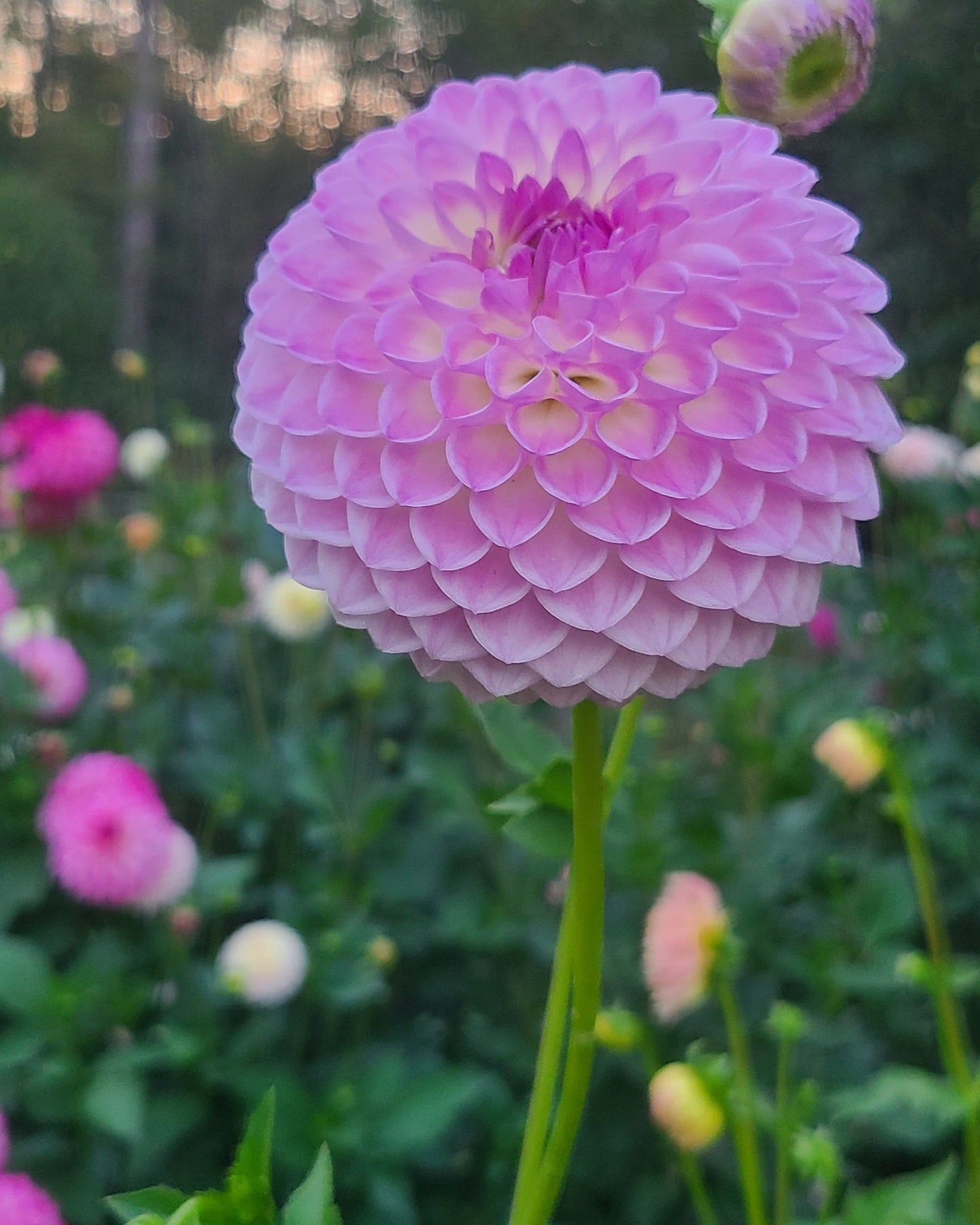 Westerton Ella Grace