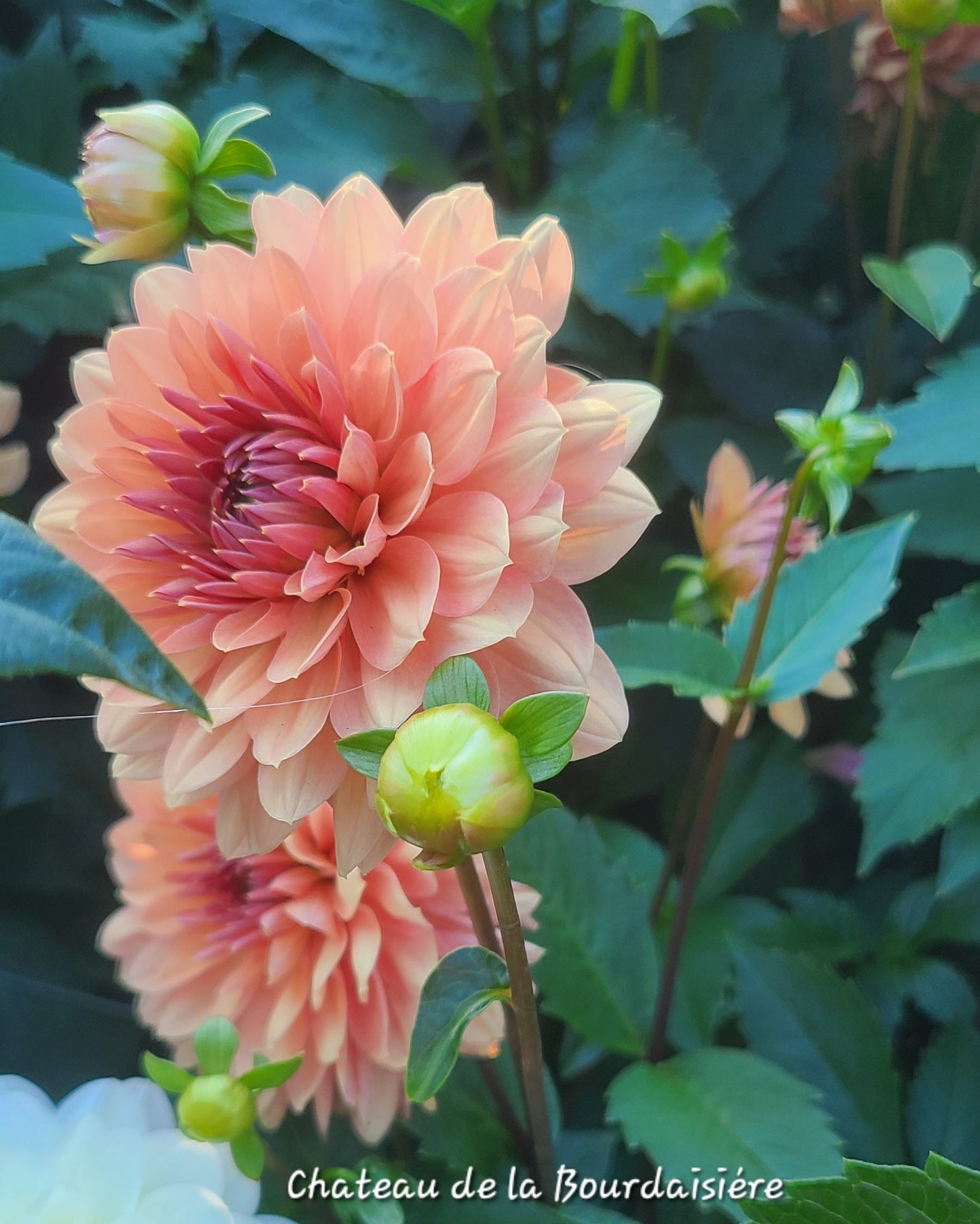 Chateau de la Bourdaisiere