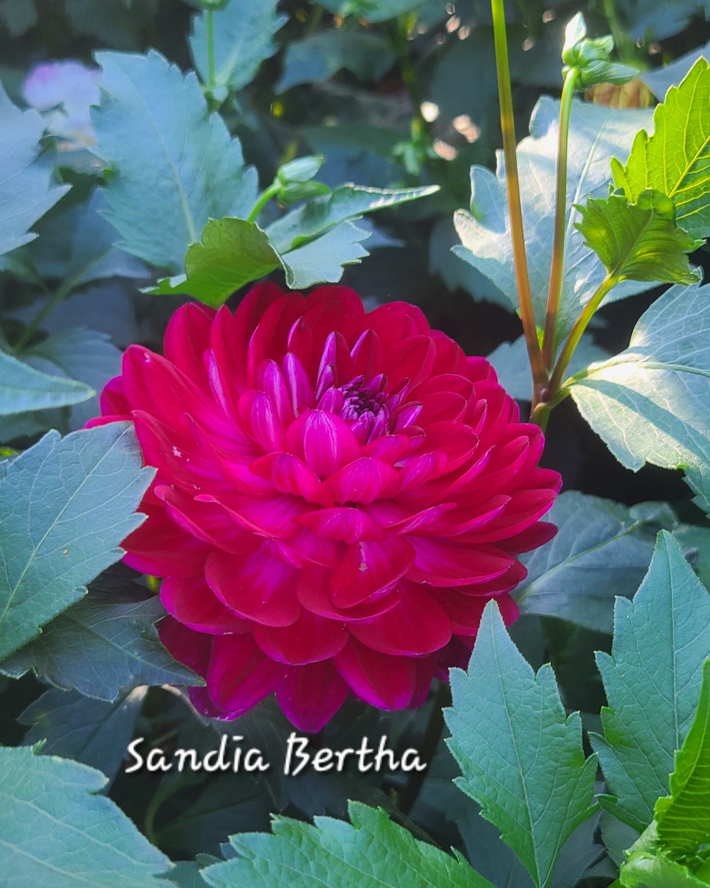 Sandia Bertha