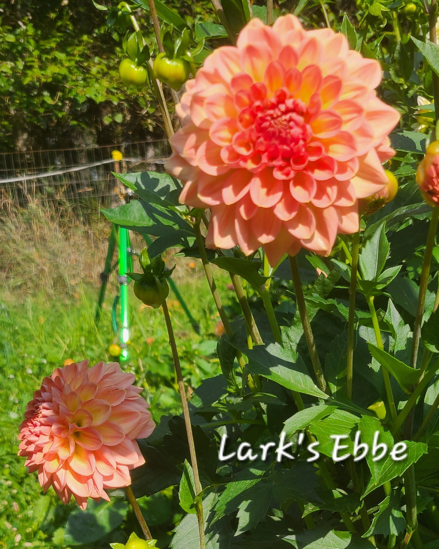 Lark's Ebbe