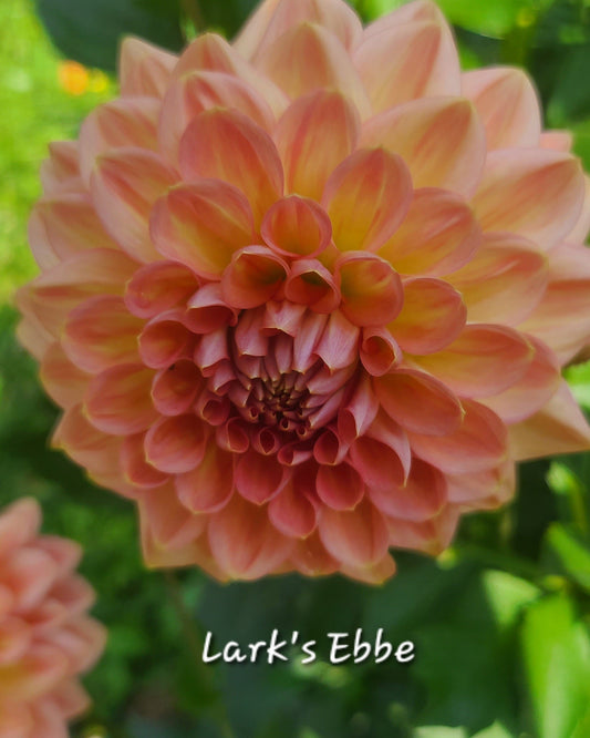 Lark's Ebbe