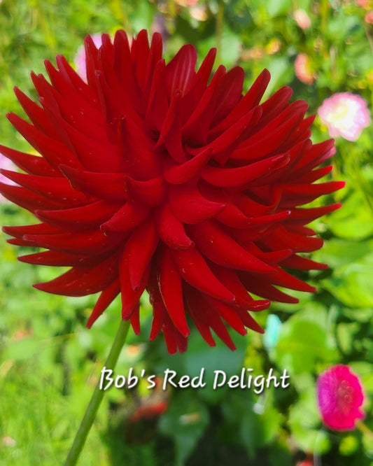 Bob's Red Delight