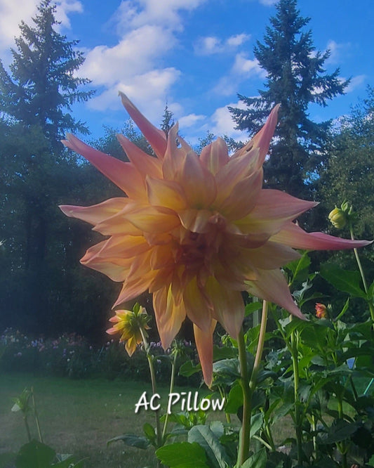 AC Pillow