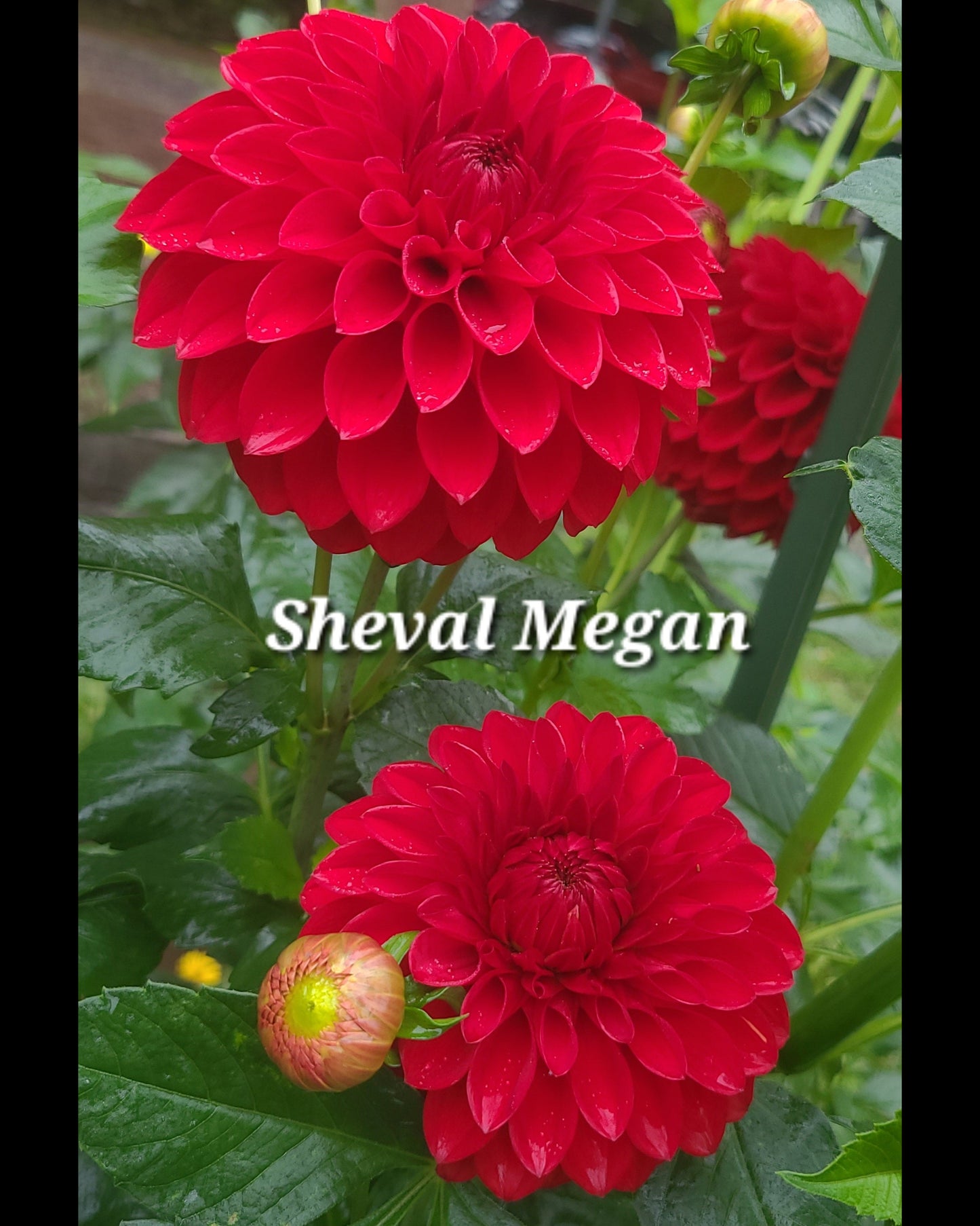 Sheval Megan