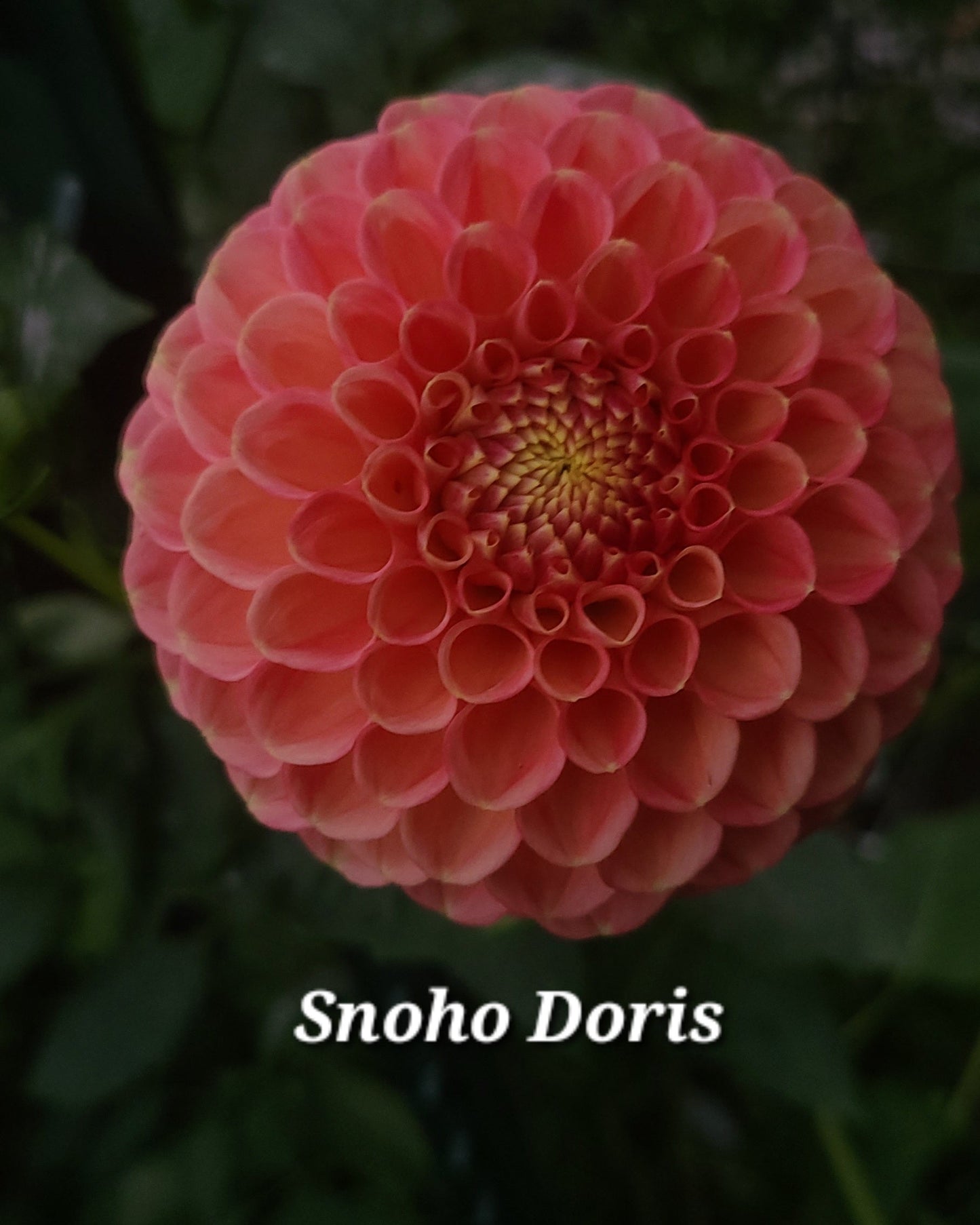 Snoho  Doris