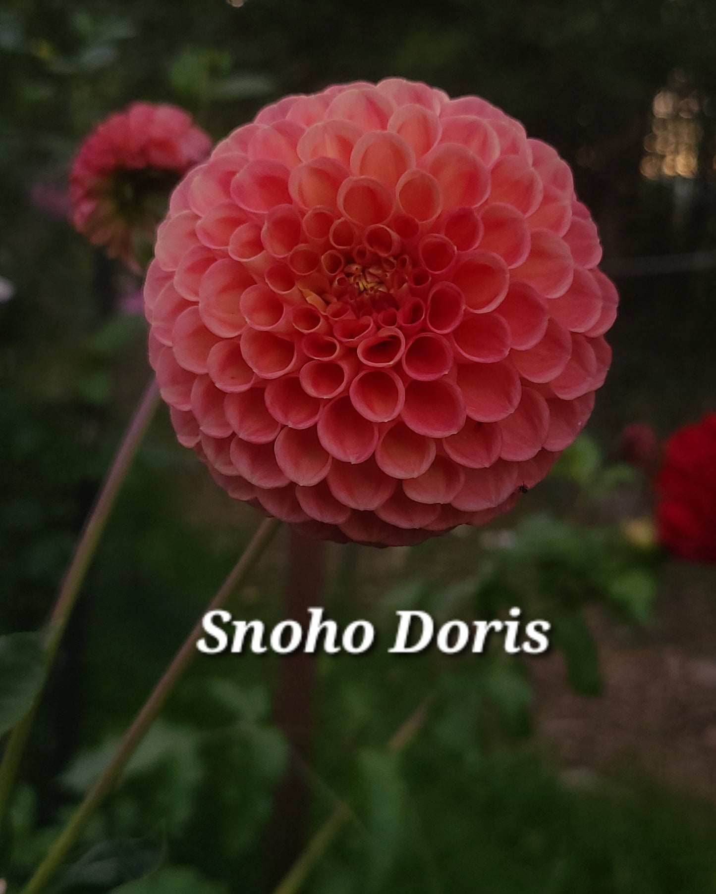 Snoho  Doris