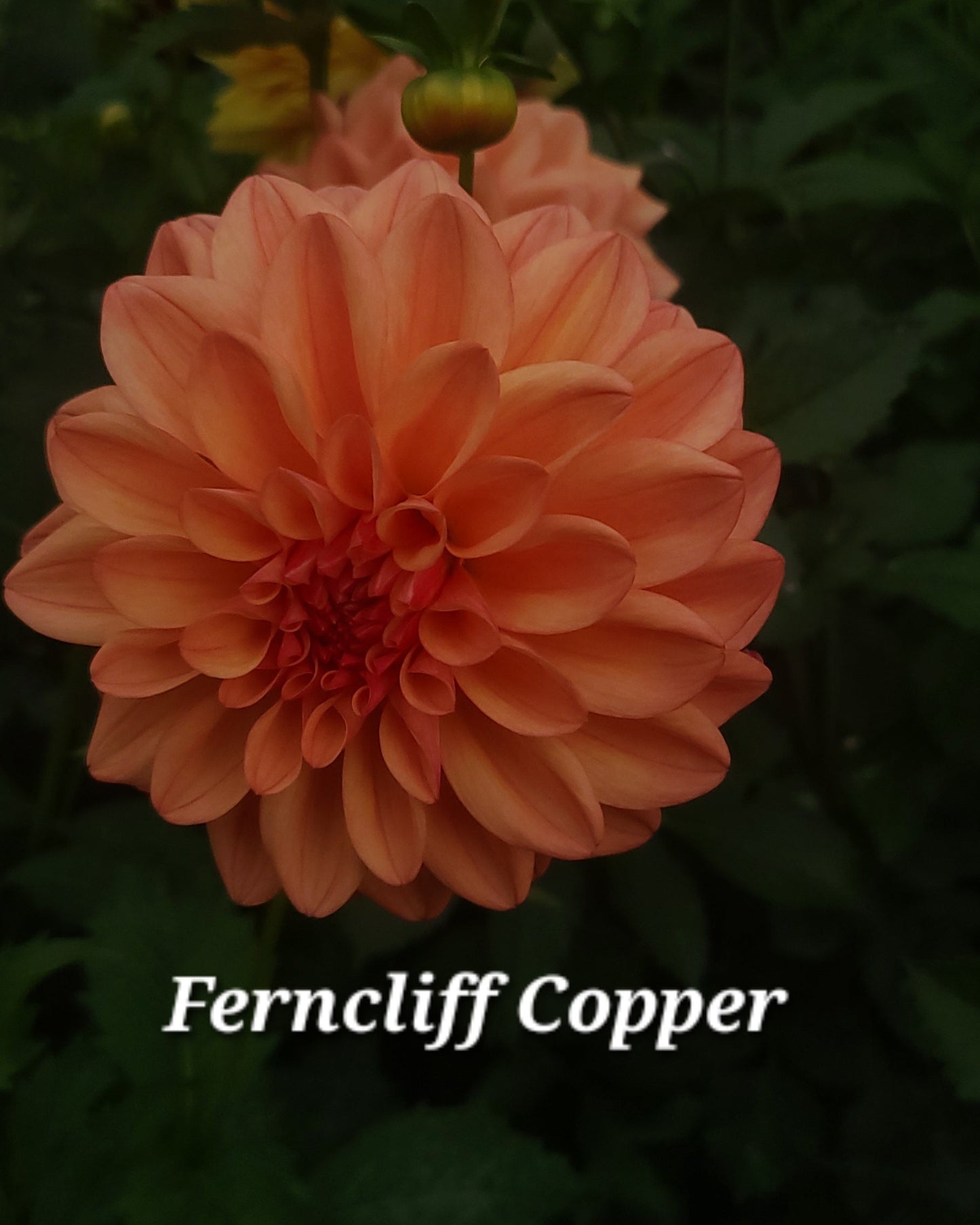 Ferncliff Copper