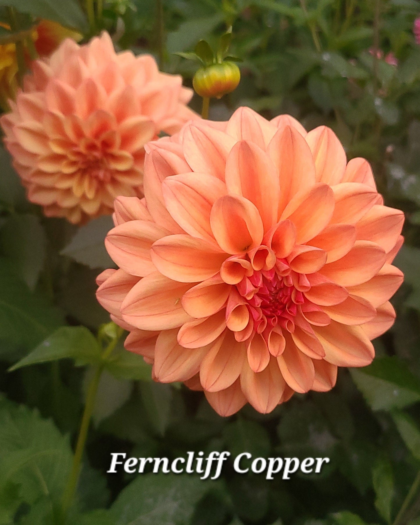Ferncliff Copper