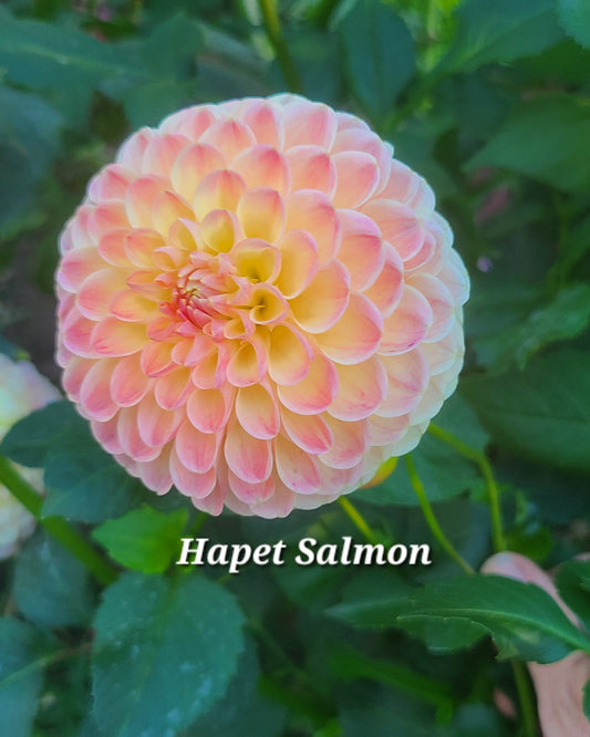 Hapet Salmon
